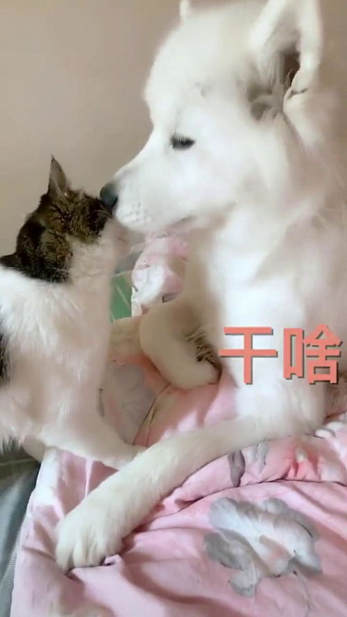 猫与狗的爱情故事 