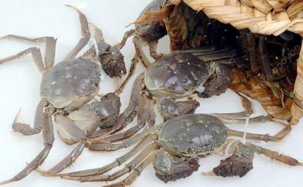 放冰箱保存的螃蟹,最多可以放多长时间 