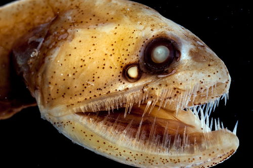毒蛇鱼(海底最丑的十种鱼)