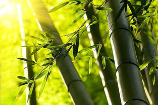 竹子的寓意是什么 竹子高雅的诗句