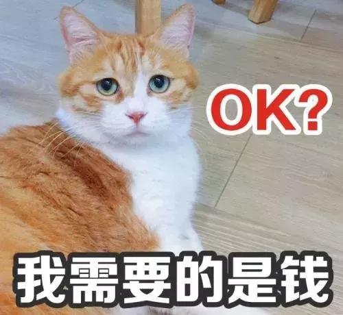 没钱能养猫吗 养什么猫咪合适