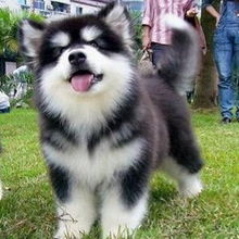 标题 杭州哪里卖阿拉斯加幼犬,一只阿拉斯加价格是多少,在哪里买到 