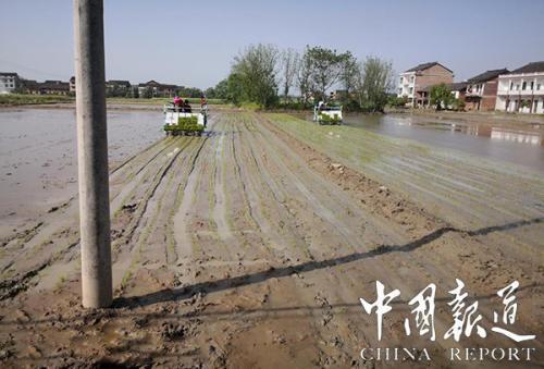 湖南祁阳县多措并举整治耕地抛荒促进粮食稳