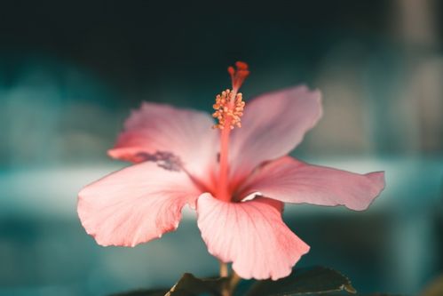 1月,开个好头,持续发力,3生肖经得起考验,勇往直前,奔赴未来 生活 目标 方向 