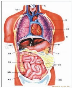 胃在什么位置图片 