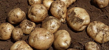 土豆都叫什么名字 土豆一共有82个别名