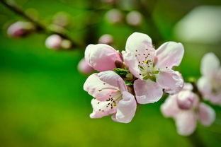 桃花源记，探寻桃花盛景中的诗意与远方，桃什么什么什么的成语