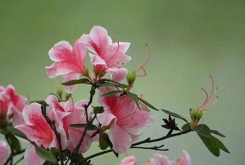 最适合送人的花的花语,你给TA送对花了吗 知道自己的本命花吗