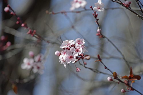 怎得梅花扑鼻香全诗