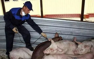 他们把带有非洲猪瘟的猪买响市场，怎么办呢