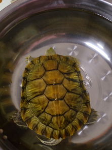 刚买了一只龟,据说是巴西彩龟,十厘米,有谁能告诉我它多大了吗 