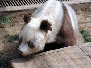 陕西现罕见棕白色熊猫 网友调侃 没洗干净吧亲