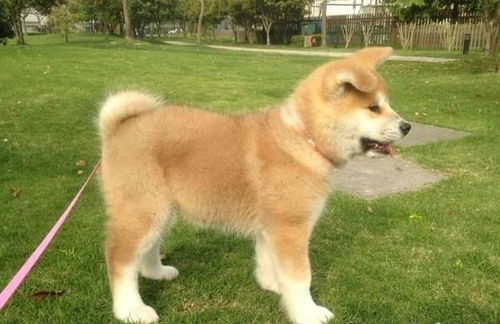杭州宠物狗犬舍出售纯种秋田犬 哪里有宠物狗市场在哪买狗
