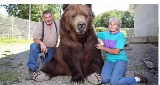 俄罗斯最憋屈的熊,被当宠物养了20年,如今连个 熊样 都没有了