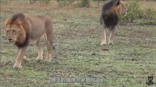 男子喂狮子吃肉,狮子却直勾勾盯着男子,狮子在想什么 