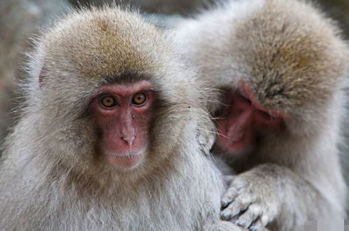 十猴九难 解析80年属猴人的毕生寿命,到了40岁后是什么命