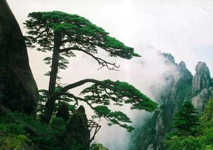 中山国旅带咱爸妈玩安徽最好的两座山