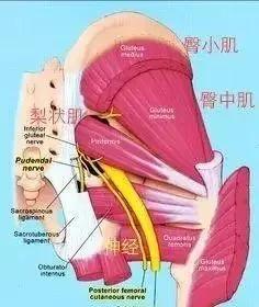 梨状肌,可能是坐骨神经痛和下背部痛的根源,一定要重视起来