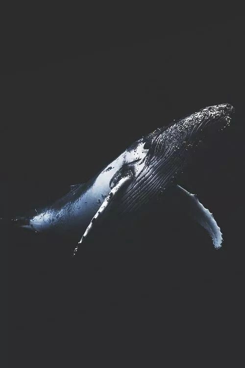 鲸落,鲸鱼对大海最后的温柔 