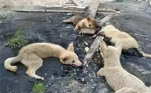 四只狗狗被困在沥青里,好心男子营救后,却发现了件令人发指的事