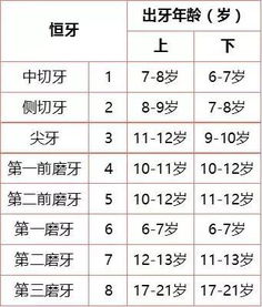 牙齿萌出顺序如下图 信息评鉴中心 酷米资讯 Kumizx Com