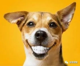 狗狗牙齿口腔小常识有哪些护理时需要注意什么(狗狗牙口不好怎么办)