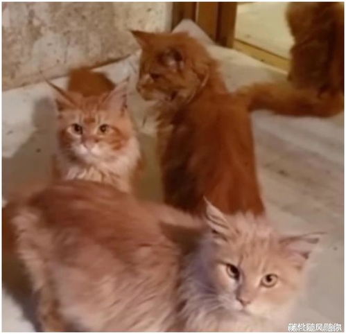 俄罗斯一女子养了20只巨猫,死亡后竟被猫吃掉了