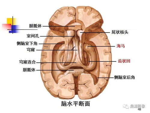 超高清端脑详细解剖图谱,必点收藏