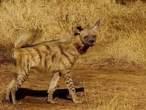 非洲野狗VS鬣狗谁厉害