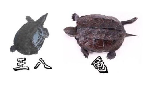 乌龟和王八有什么区别 乌龟和王八的区别