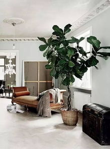 成都装修公司推荐 最适合客厅摆放的10种植物,瞬间提升格调