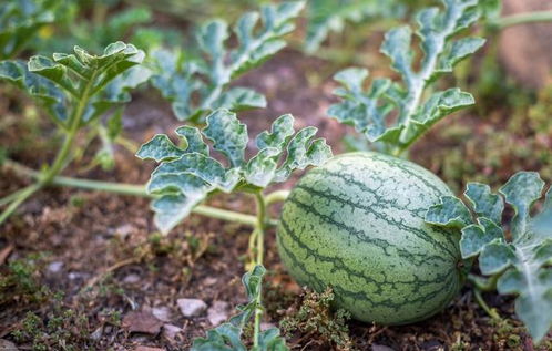 西瓜种植技术 提高西瓜嫁接成活率的措施及嫁接后管理特点