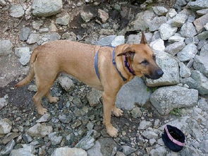 宠物狗主人不想养狗抛弃它,绑在山里几天差点饿死 