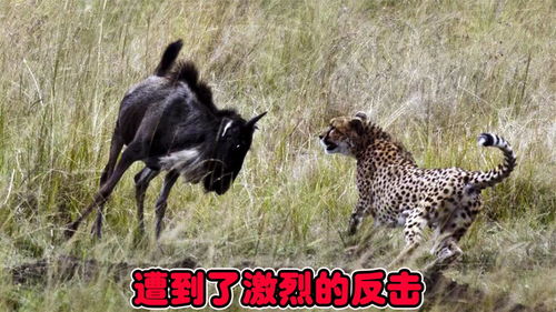 猎豹追杀角马,角马连蹬带踹,看来一只抓不住,两只,三只 