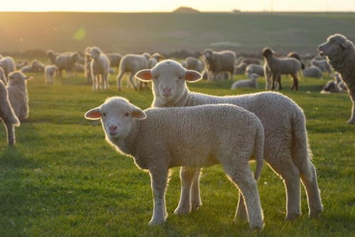 属羊的人出生在立冬之时