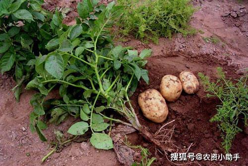 土豆重茬根腐怎样防冶,抗重茬用什么好,软腐烂根防治根小子