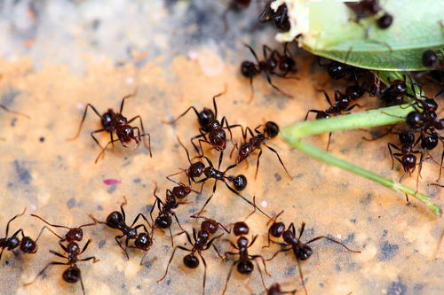 李筠读 蚂蚁社会 蝼蚁的帝国雄心
