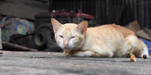 饥饿的母猫无力离开,大叔带来一盒肉,它叫小猫一起吃