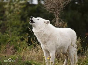 世界上最大的野生犬科家族成员 北极狼 