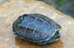 怎么训练中华草龟,如何驯服草龟？