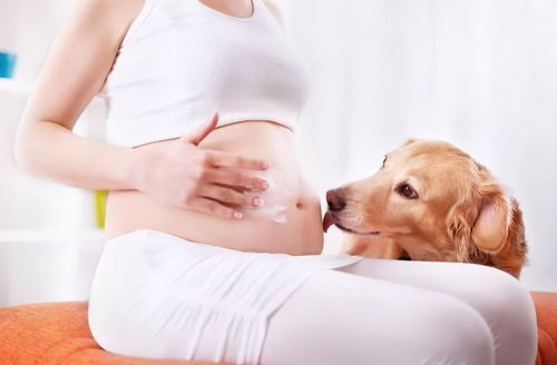 备孕期间可以养宠物吗 需要注意哪些方面 原创