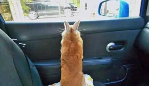 兔子第一次坐豪车,兴奋的四处张望,主人一扭头忍不住想哭