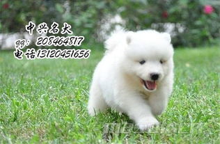 北京哪里卖赛级萨摩耶,萨摩耶犬多少钱好养吗
