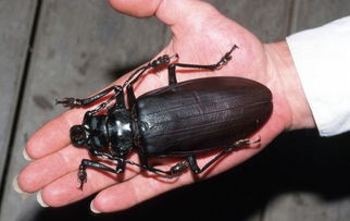 世界上最大甲虫 长16厘米可咬断铅笔5273379 IT频道图片库 大视野 