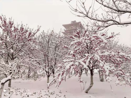 大雪过后,郑州人的美景后花园看这里......