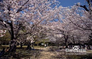 日本樱花花期赏樱名所及注意事项