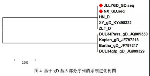 永顺检测 阳性率26.4 ,猪场伪狂犬病野毒感染情况仍较普遍 