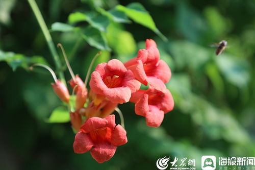 看临沂 夏花热烈装点城市之美