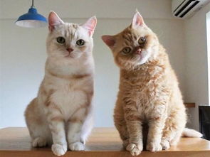 同时养两只橘猫的后果,就是天天被猫咪秀恩爱