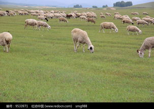 草原上吃草的羊群高清图片下载 红动网 